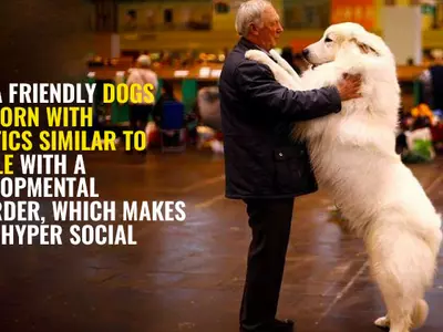 Why dogs are man's best friend