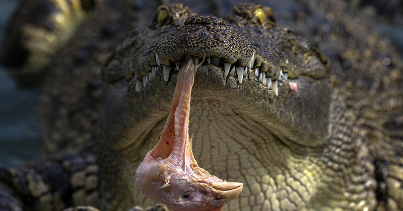 HERMÈS' BIGGEST CROCODILE FARM RAISES CONCERNS FOR NEW PANDEMICS - Culted