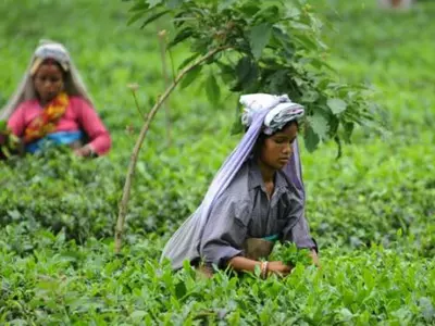Gorkha stir wipes out harvest of costliest tea