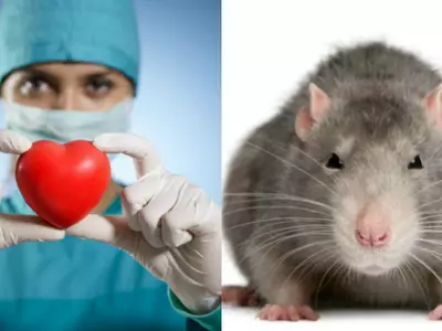 rat heart into human heart