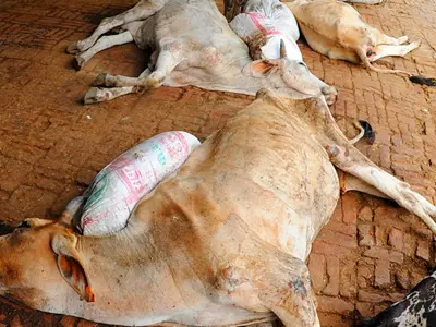 Andhra Cow Shelter