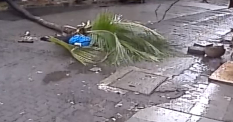 Mumbai Woman Out For A Morning Walk Dies After A Coconut Tree Falls On Her