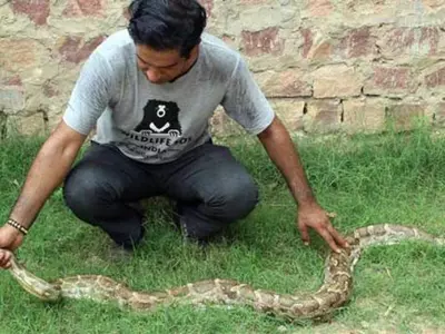 python caught in Agra
