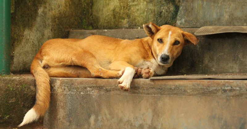 A Stray Dog, Adopted By The CRPF Jawans Of Sumbal Camp, Helped Foil The ...