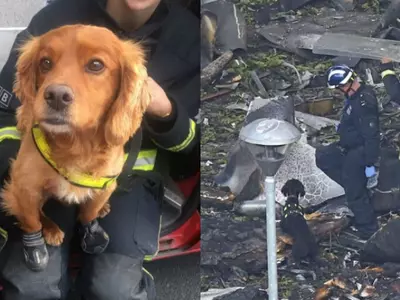 After The Grenfell Tower Fire, Heroic Dogs Put On Tiny Boots To Help Emergency Services