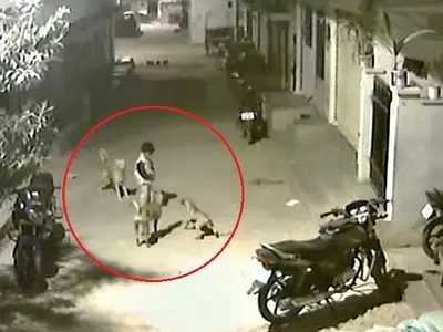 Watch This Brave Boy Stand Up To 4 Stray Dogs In Hyderabad Like A Total Boss!