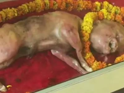 Calf Born With Human Face In Uttar Pradesh