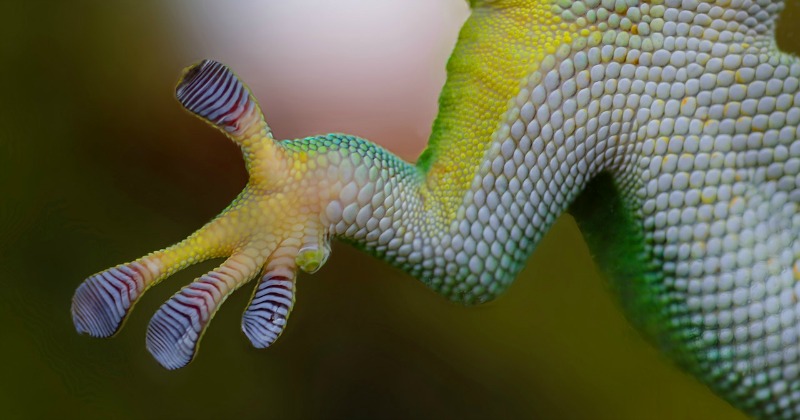 Nasa Is Building A Gecko Inspired Robot To Clean Up Space Junk Flying