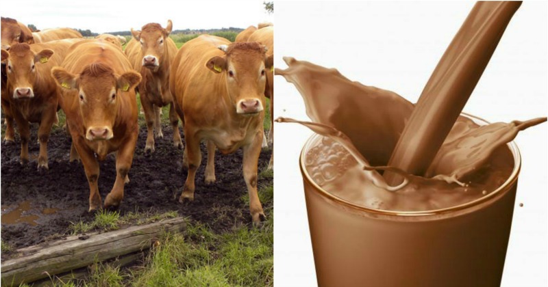 A Survey Found That Most Americans Believe Chocolate Milk Comes From