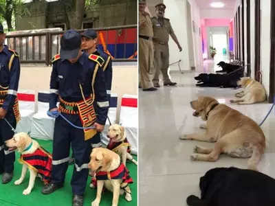 Delhi Police's Dog Squad