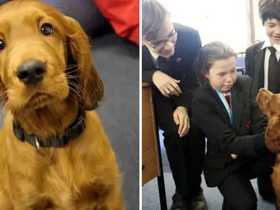 Shola dog helps students with exam stress