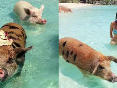 swimming pigs of Bahamas