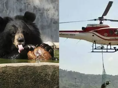 In A Tragic Incident, A Black Bear Fell To His Death While Being Airlifted In Thailand