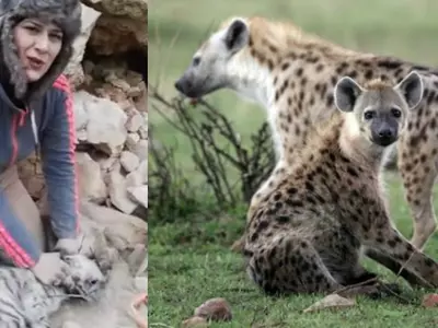 People Hit Out At This Journalist After She Deliberately Traps Endangered Hyena Cubs