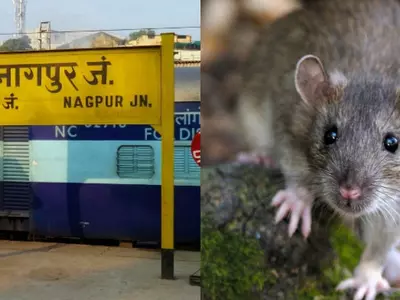 Nagpur Cops Are Blaming Rats For Stealing 25 Kg Marijuana And We Can't Even