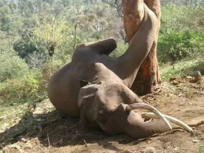 Elephant Tragically Dies After Getting Stuck In A Tree Trunk While Trying To Pluck A Fruit