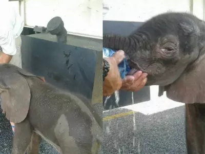 Truckers Win Hearts After Feeding Water To A Thirsty 3-Week-Old Baby Elephant In Botswana