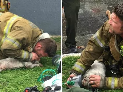 Firefighters Resuscitate Small Dog That Was Unconscious
