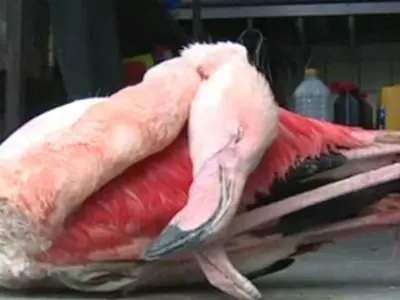 Kids kicked a flamingo to death