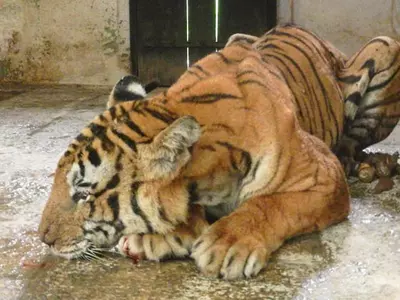 Tiger Dies