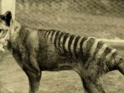 Search is on for the ‘once extinct’ Tasmanian Tiger