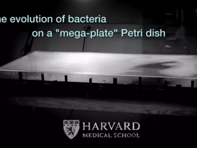 youtube.com/Harvard Medical School