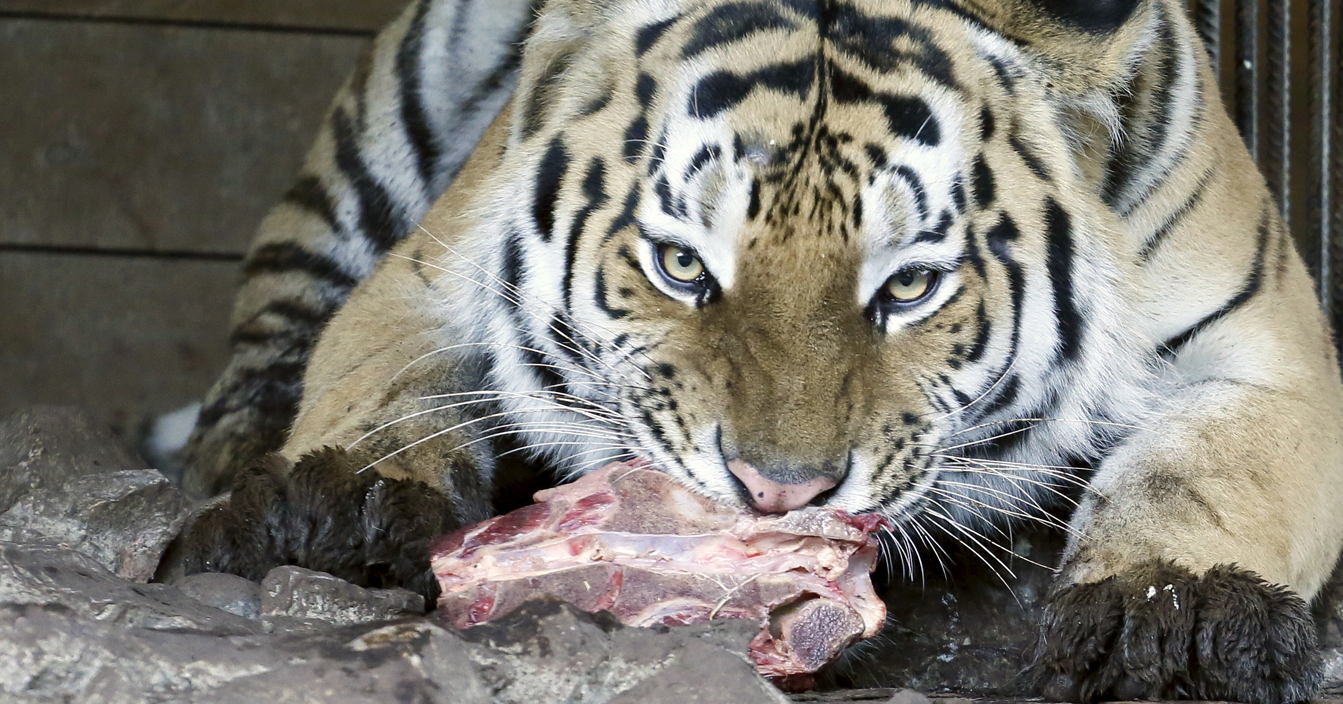 Lions Tigers And Leopards At Lucknow Zoo Forced To Eat Chicken As