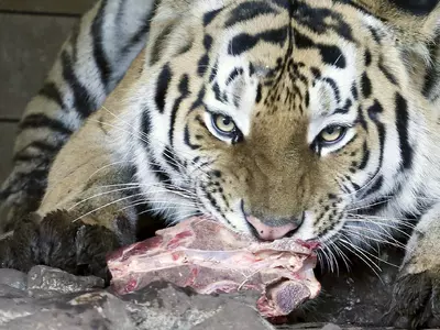 Tiger Eat Chicken