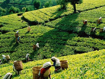 Tribal Society Brews Organic Plans In Kerala