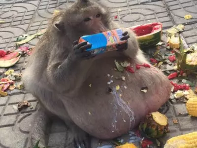 Obese Monkey Nicknamed 'Uncle Fatty' Who Gorged Tourists's Food Gets Sent To Boot Camp