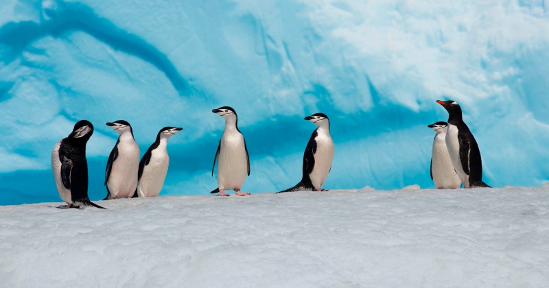 UAE Is Going To Tow An Iceberg From Antarctica To Solve Its Drinking ...