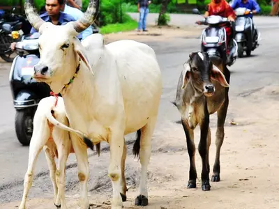 Two Hindu Men Transporting Milch Cattle Beaten Up By Gau Rakshaks