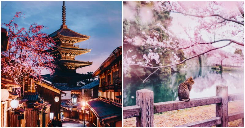 11 Breathtaking Pictures Of Japan's Cherry Blossoms That Are Proof Of