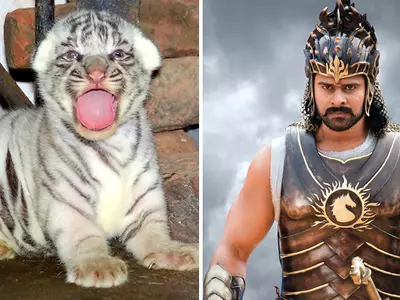 Tiger Cub and Bahubali