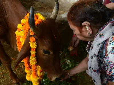 Declare Cow As National Animal