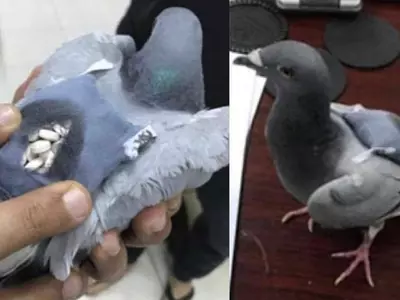Drug Peddling Pigeon
