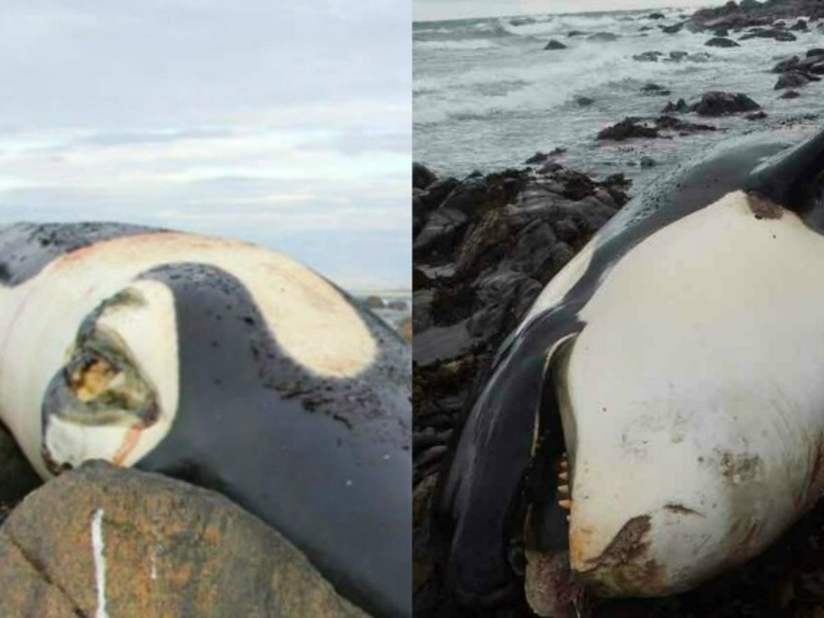 Dead Killer Whale 'Lulu' May Be The 'Most Contaminated Animal In The World'.  Here's Why