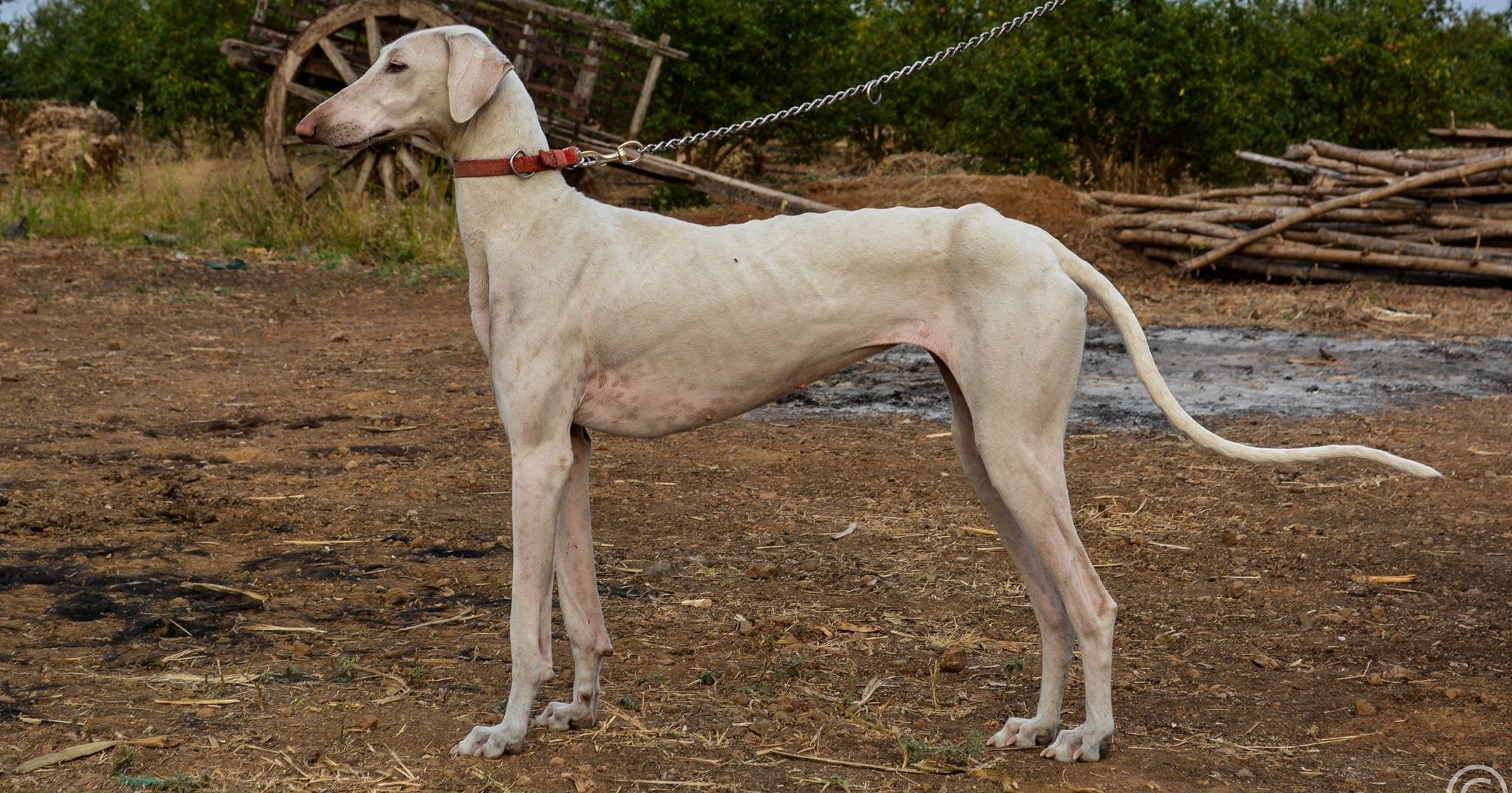 Mudhol store hounds dog