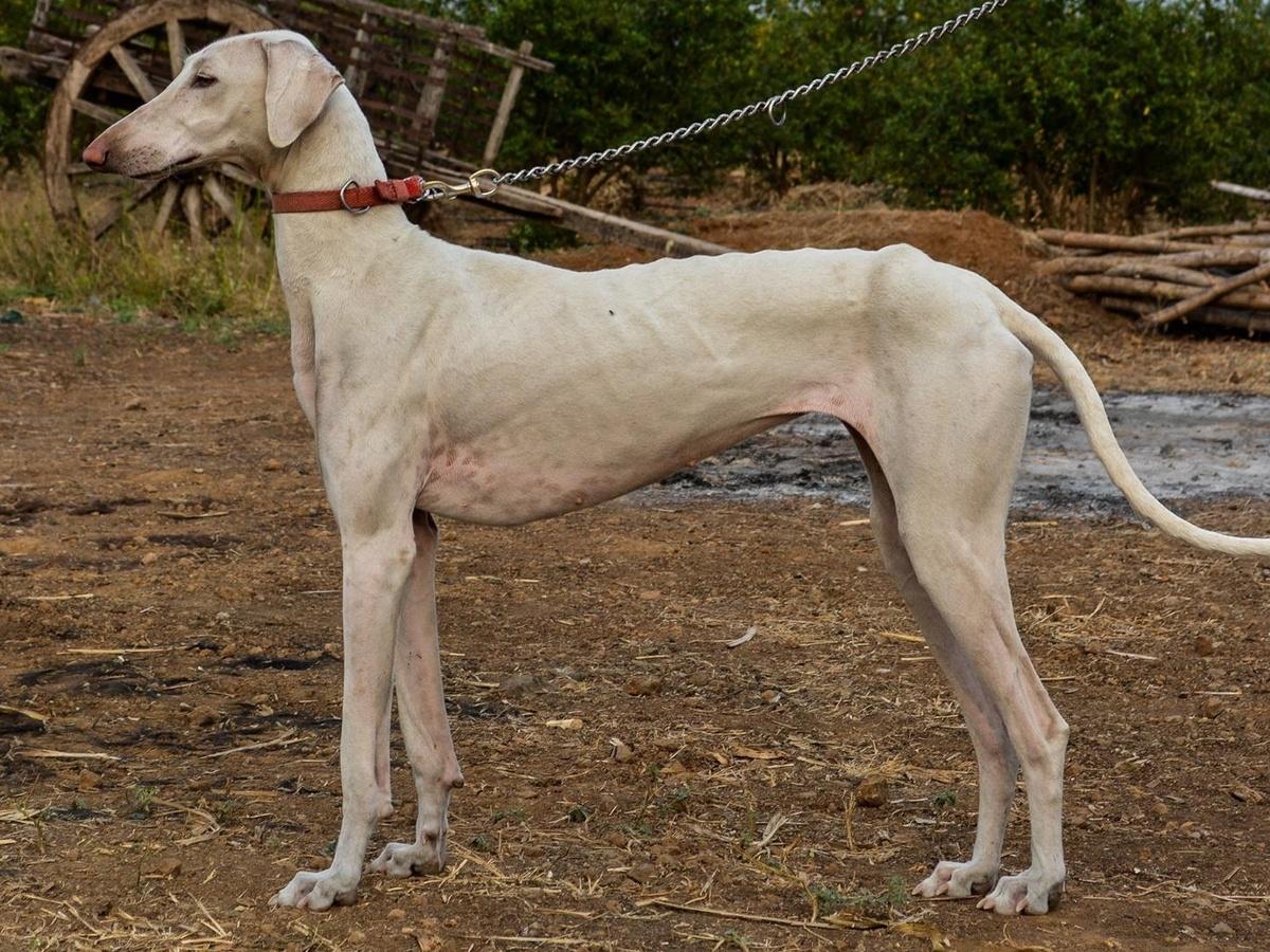 No More German Shepherds Or Swiss Dogs, India's Own Mudhol Hound ...