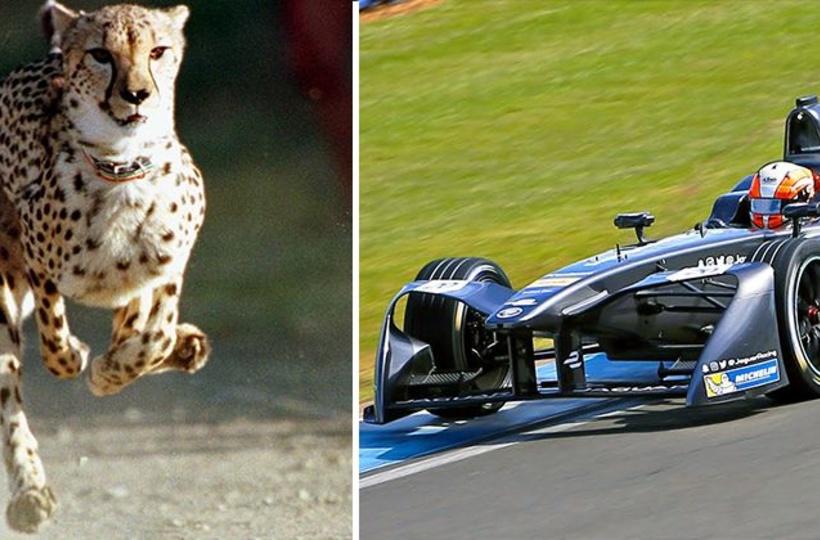 cheetah running race car racing