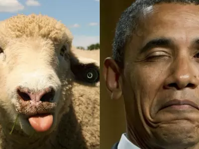 sheep can recognize barack obama photo