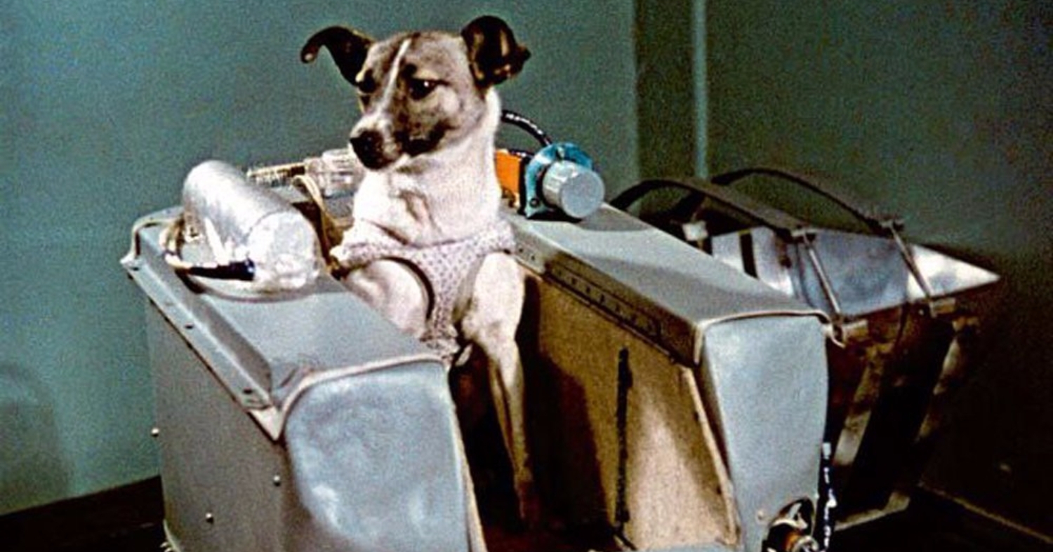 60 Years Ago Today, Laika Became The First Dog To Enter Space Onboard