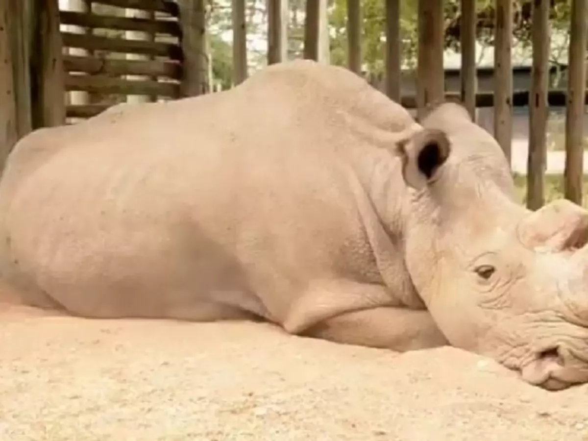 Last White Rhino Viral Pic Last White Rhino Viral Pic