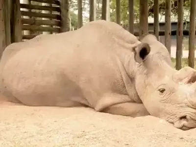 Last White Rhino Viral Pic