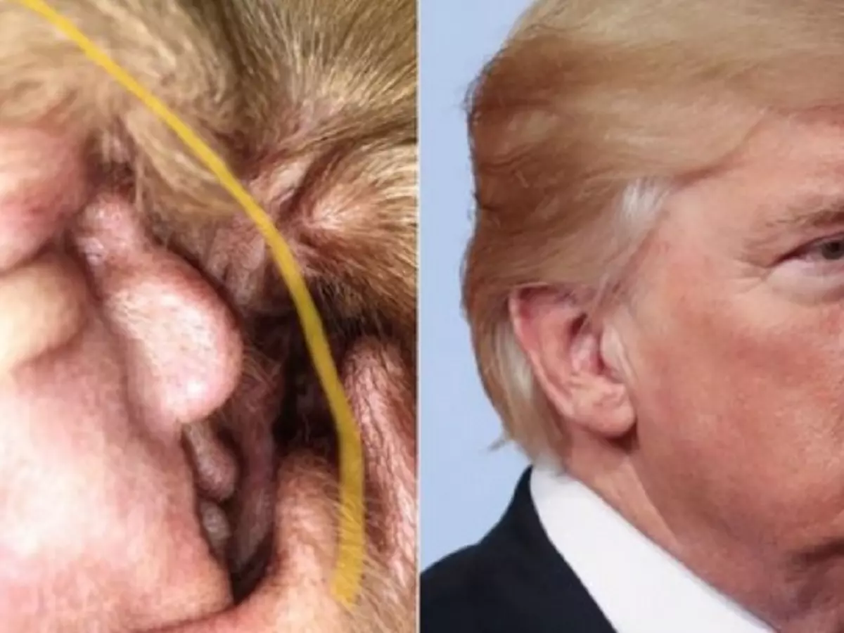 Trump Trump
