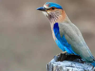Dussehra Lucky Blue Bird