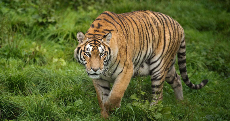 Shoot-At-Sight Orders Against Man-Eating Tigress That Has Killed Two ...