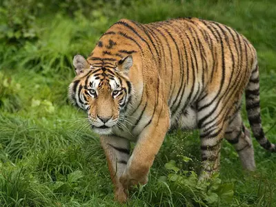 Brahmapuri Maneating Tigress
