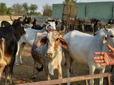 Alwar SDM Orders Cows Be Returned To Muslim Family