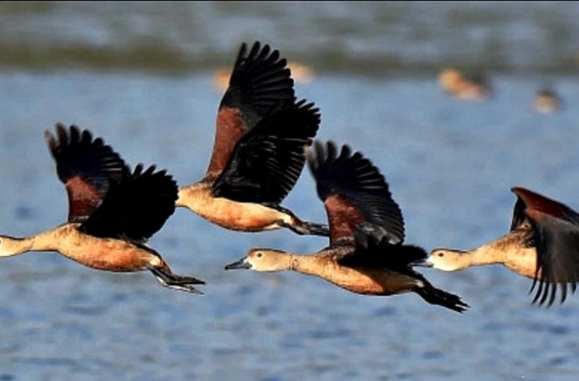 For Last 18 Years, Tamil Nadu Villagers Celebrate Diwali Without Firecrackers To Save Birds & Bats For Last 18 Years, Tamil Nadu Villagers Celebrate Diwali Without Firecrackers To Save Birds & Bats